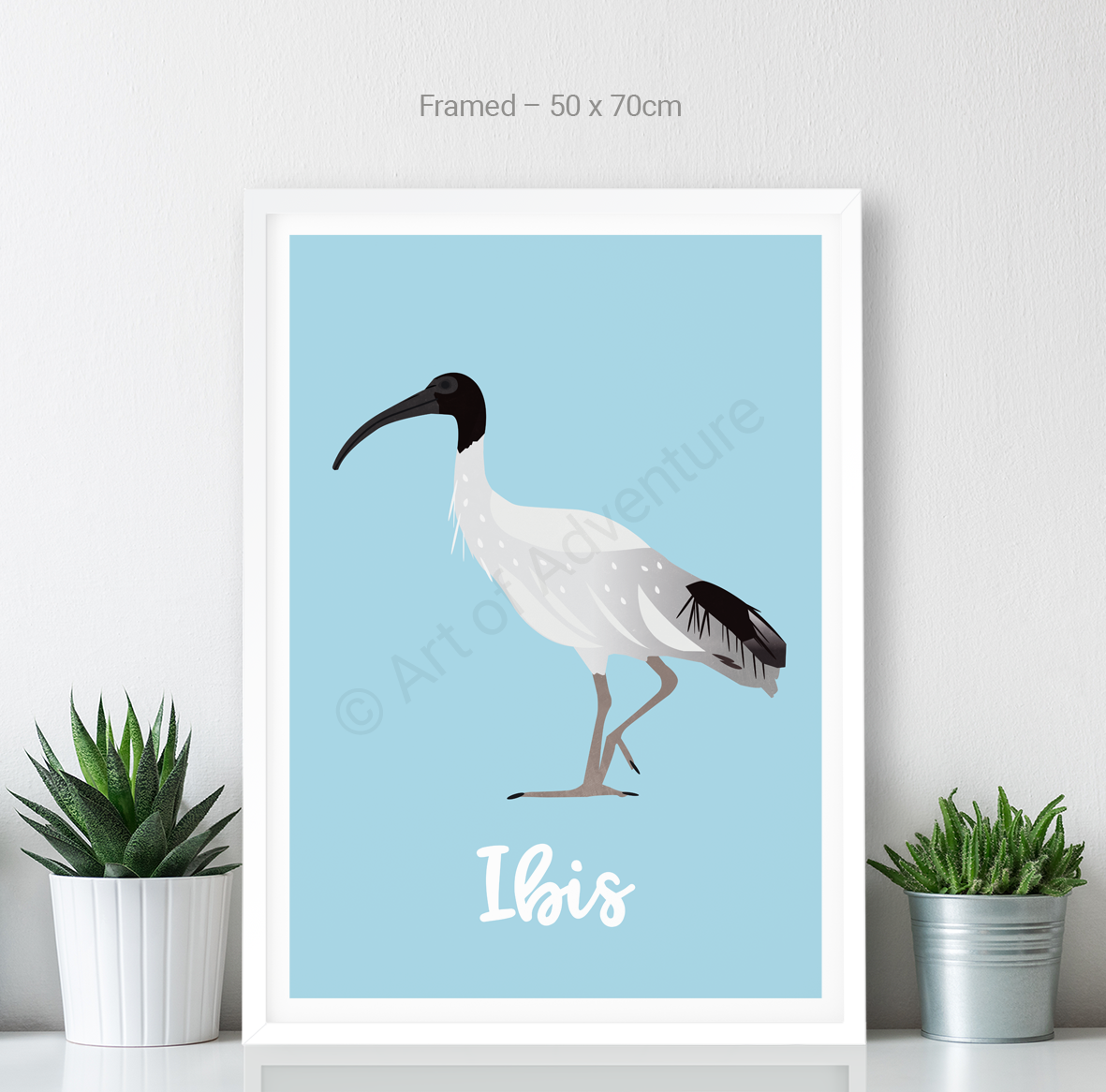Ibis