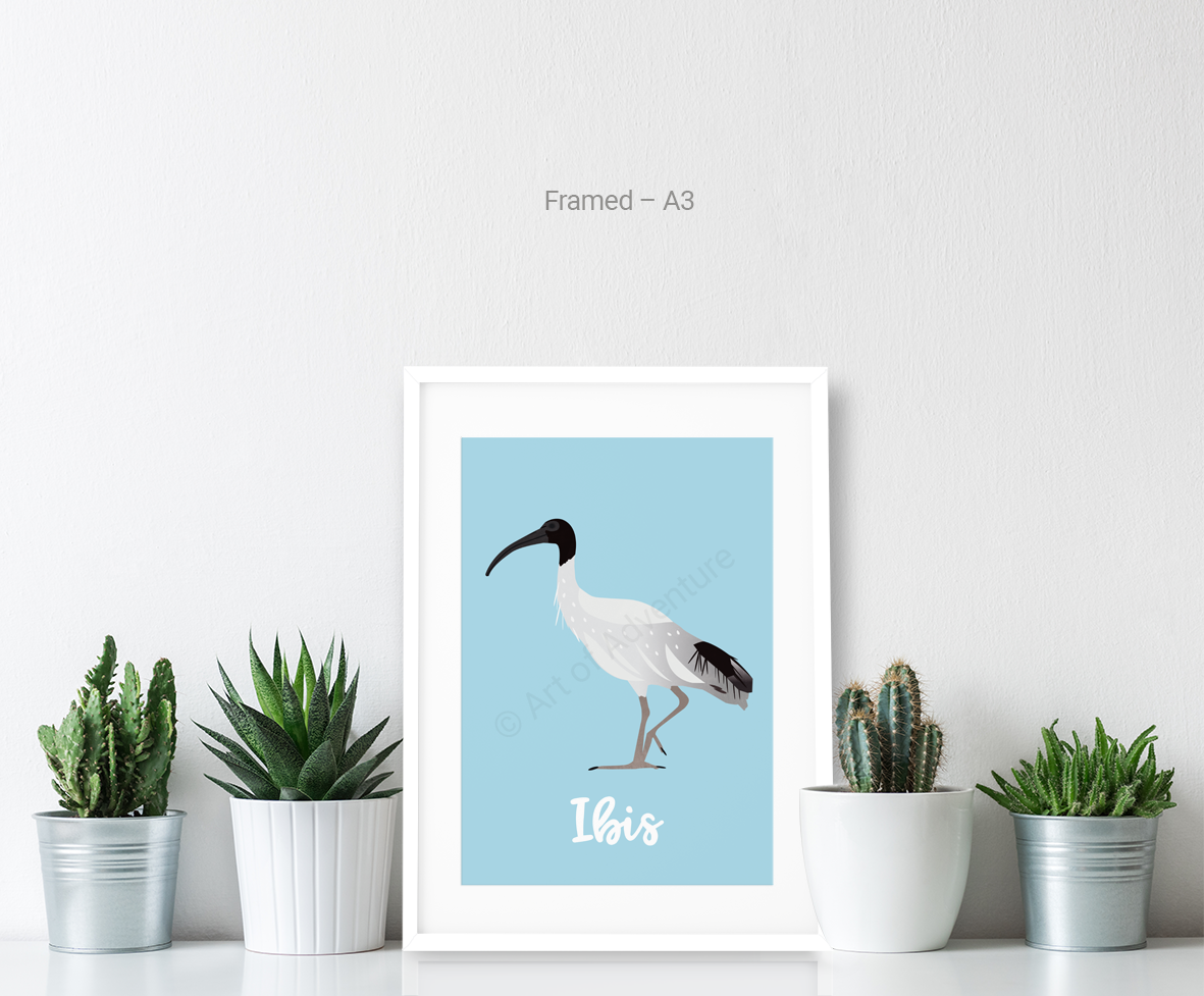 Ibis