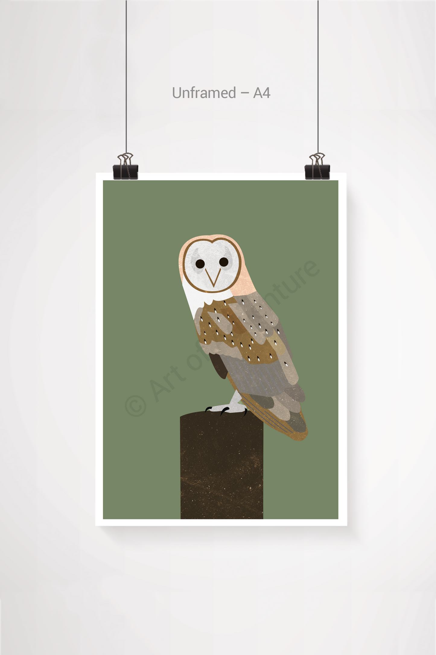 Barn Owl